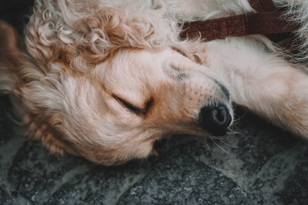 dog_dreaming_sleep