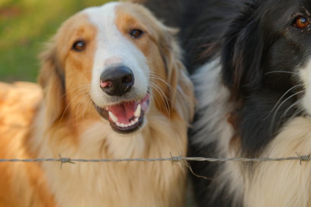 smiling_owner_dog