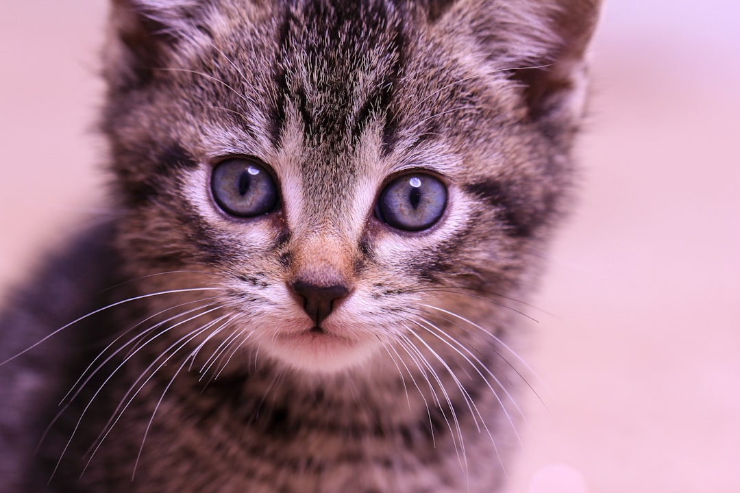cat_at_vet