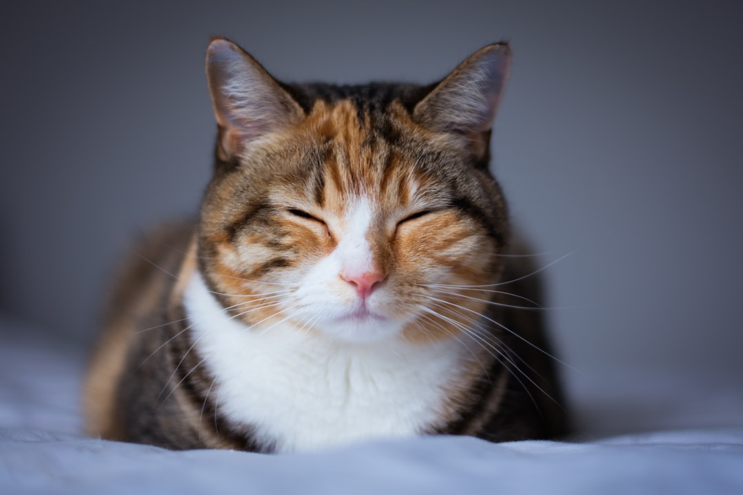 cat_s5